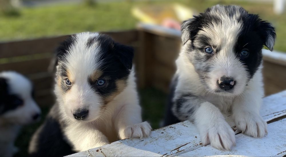 Border collie szczeniaki blue merle