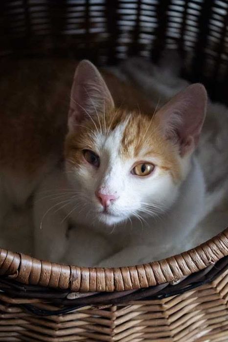 REZERWACJA EL - 7-miesięczny rudo-biały kochany kocurek do adopcji!