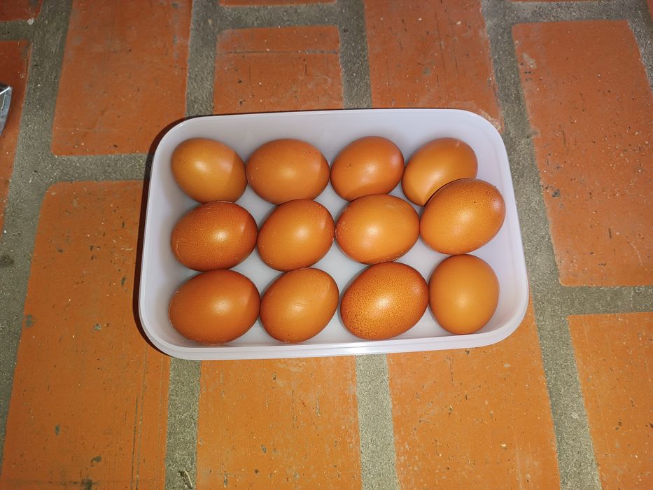 Dúzia de ovos entregue em mão