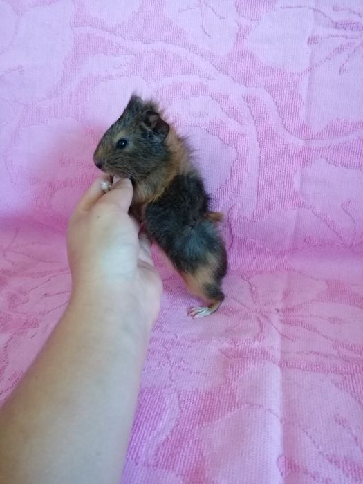 Świnka morska kawia domowa