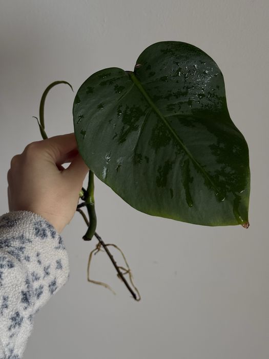 HALF MOON монстера альба