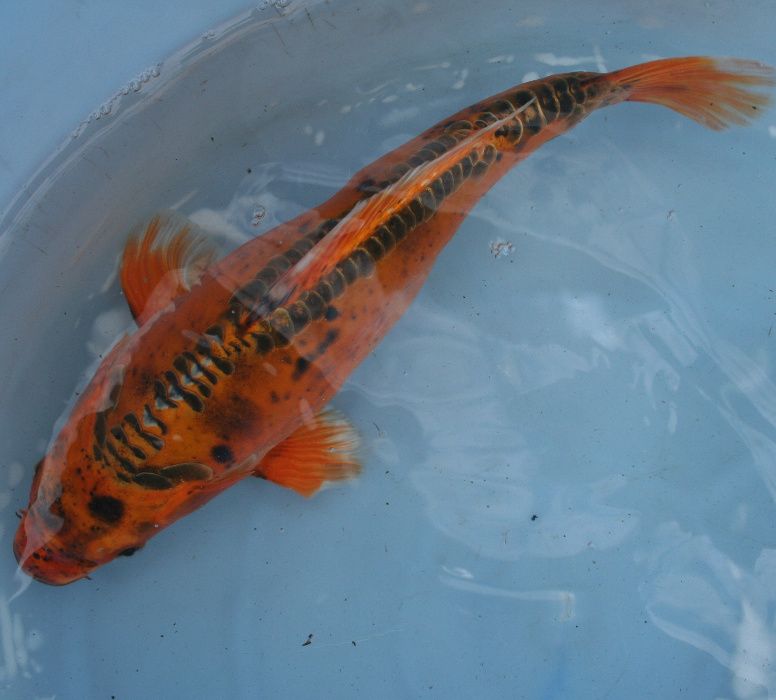 KARP KOI-Ryby karaś orfa lin tołpyga amur sandacz miętus pstrągWysyłka