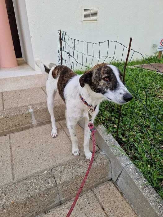 cão para adoção