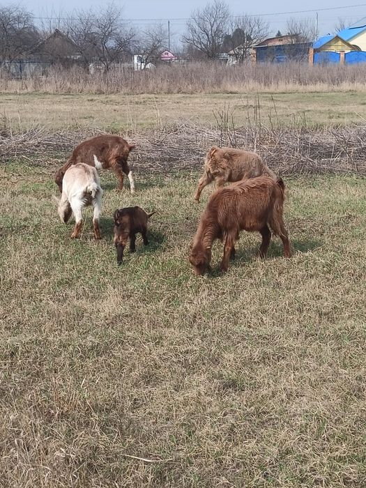 Продам домашні кози