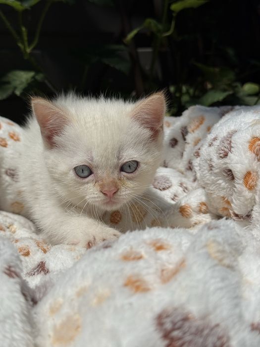 Продам кошенят британці прямовухі