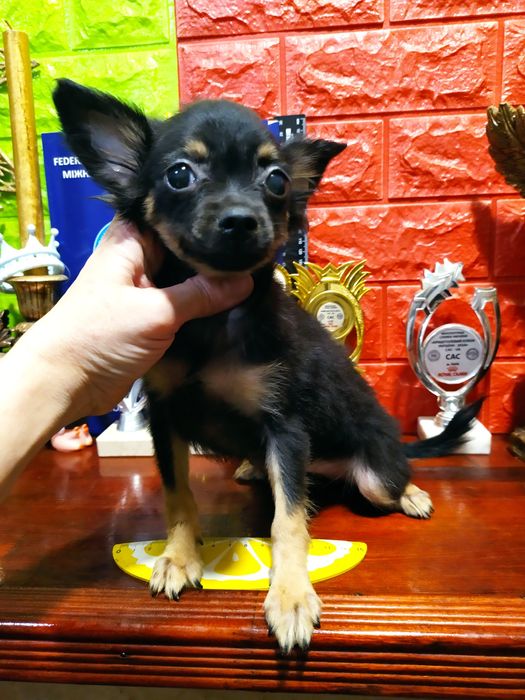 Длинношерстные мальчик и девочка,от Чемпионов! Док.КСУ,чип,привиты