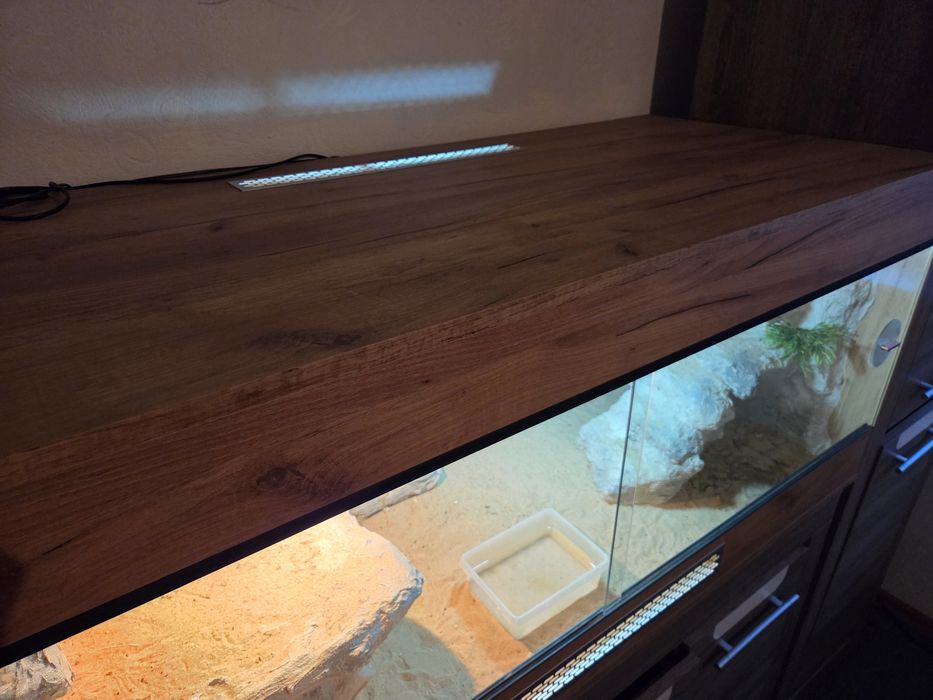 Terrarium 120x60x60 + Agama Brodata Orange + Pełne Wyposażenie