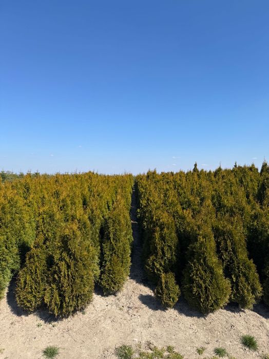 Tuja szmaragd, cis pospolity