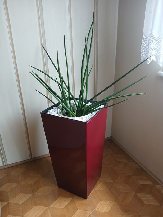 Kwiaty doniczkowe