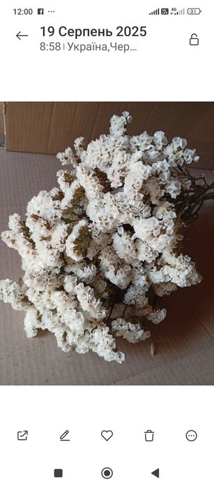 Кермек або статиця.