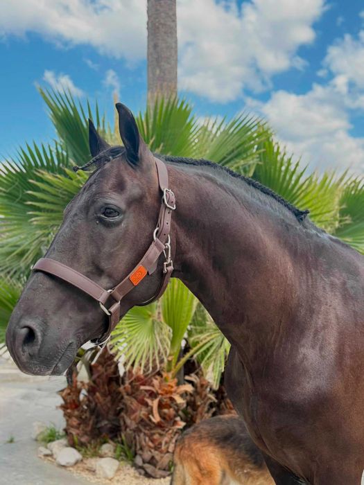 Cavalo cruzado Espanhol