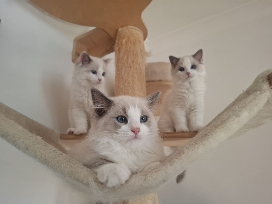 Kocięta Ragdoll z prawdziwym rodowodem  FPL