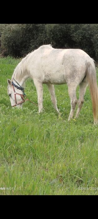 Vendo égua com 7 anos