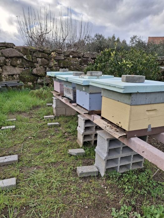 Colmeias com enxames