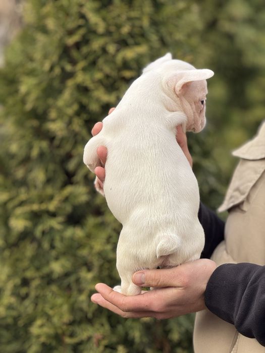 Шикарний хлопчик Сніжок