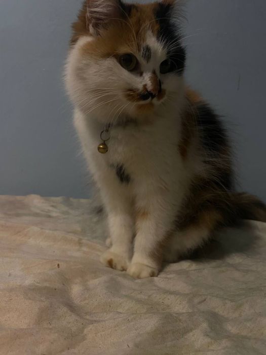 Кішечка  Соня  шукає родину