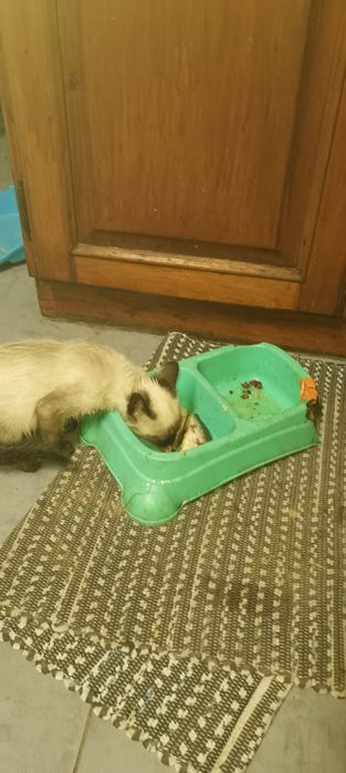 Gatinho Siamês procura novo lar