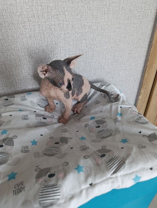 Sprzedam kotka Rasy Sfinks