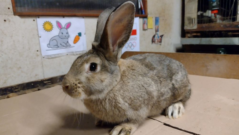 Królik młody Samiec