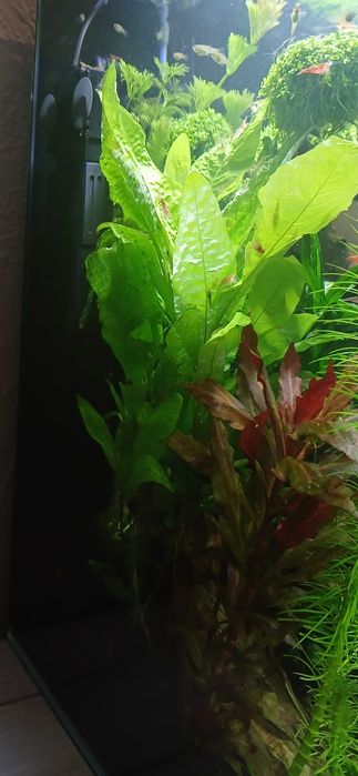 Hygrophila corymbosa