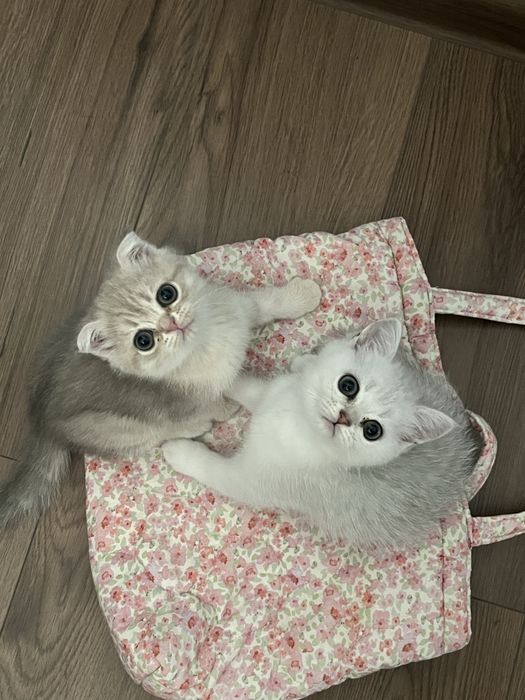 Кошенята срібна шиншила