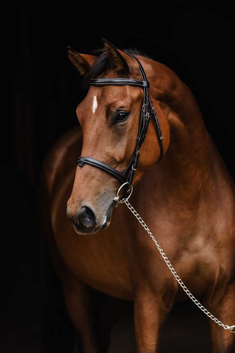 Na sprzedaż piękna klacz do sportu