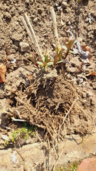 Floks wiechowaty karpa bylina