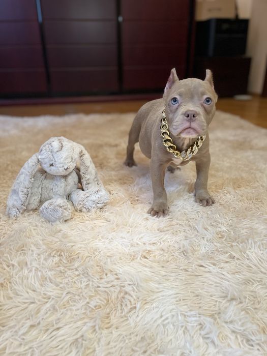 Американський буллі