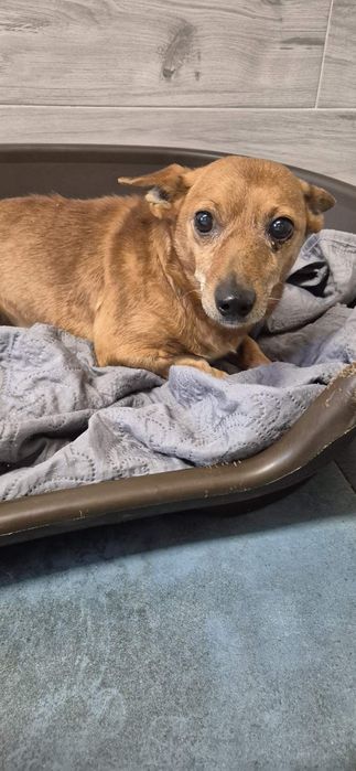 0 mały piesek około 5 lat