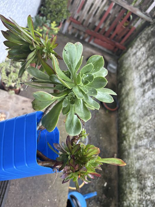 Vendo varios tipos de plantas/suculentas