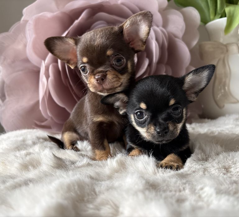 Chihuauha dziewczynka