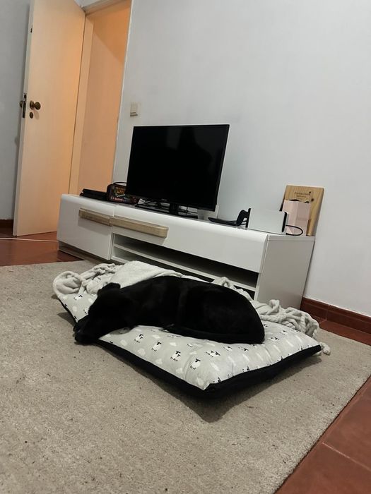 Cadela arraçada de pastor alemão com 3 meses e meio