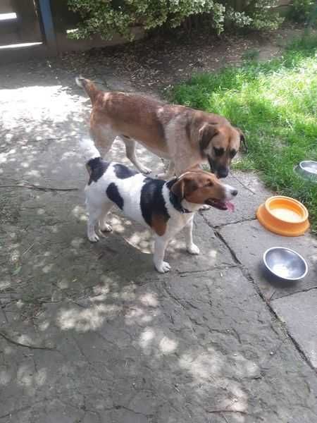 Pieski do adopcji