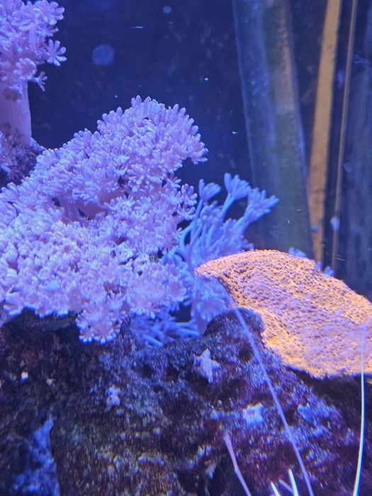Pack Corais Marinhos Fáceis – Zoanthus, GSP, Xenia, Mushroom e Palythoa