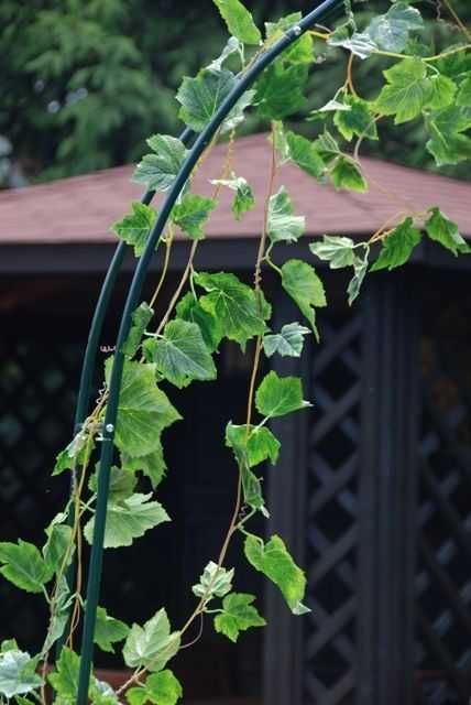 Pergola ogrodowa ŁUK KWIATOWY METALOWY 2,4m super jakość