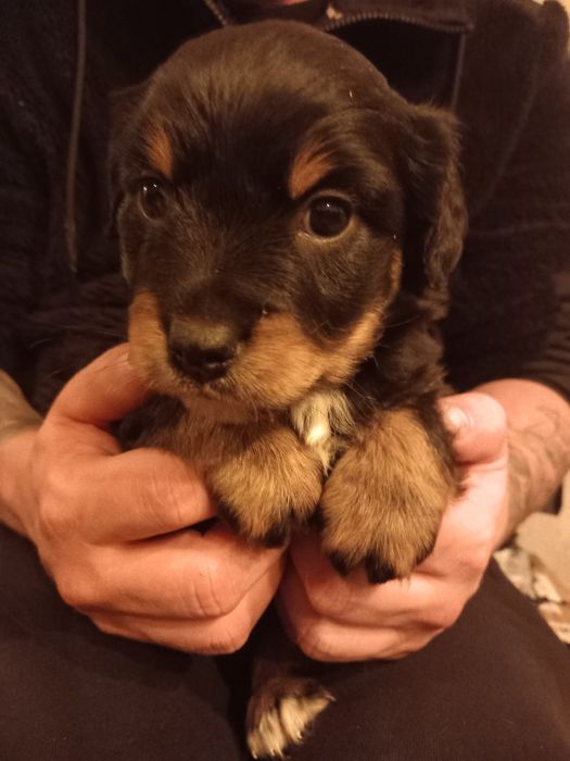 Szczeniaki, pieski do oddania.  Szukają domu.