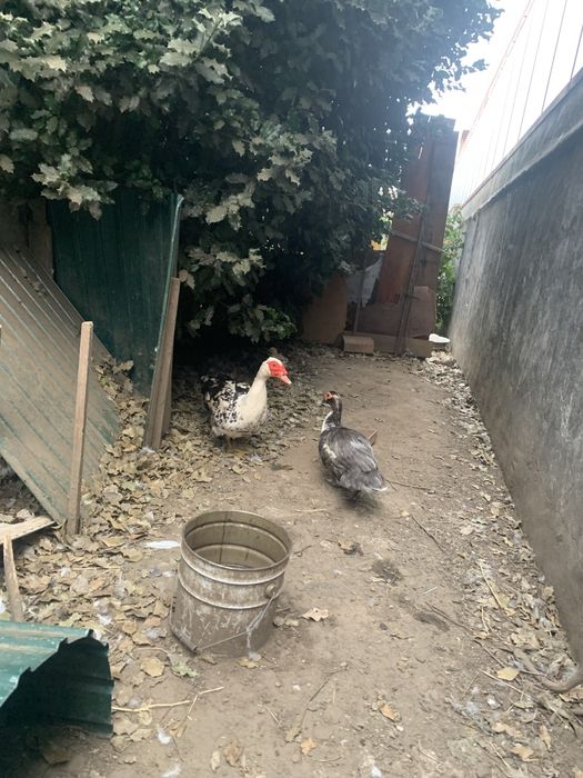 Patos mudos e de pequim