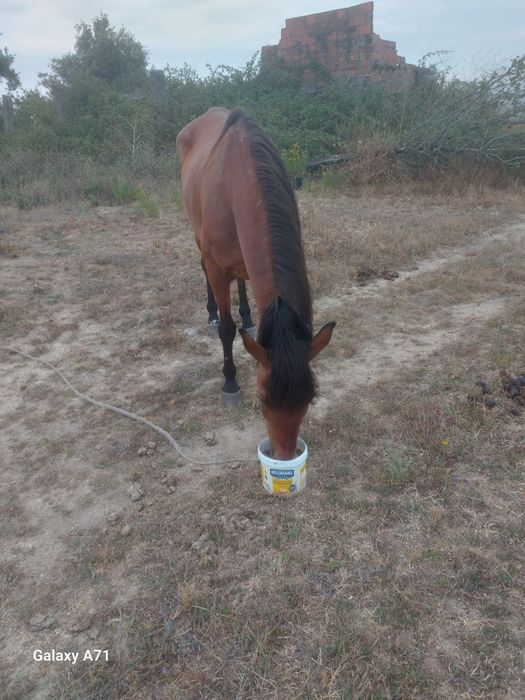 Egua  mansa  montada