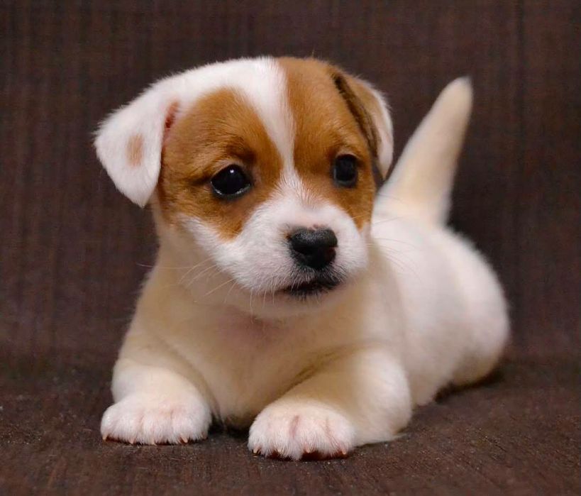 Джек Рассел чистокровные