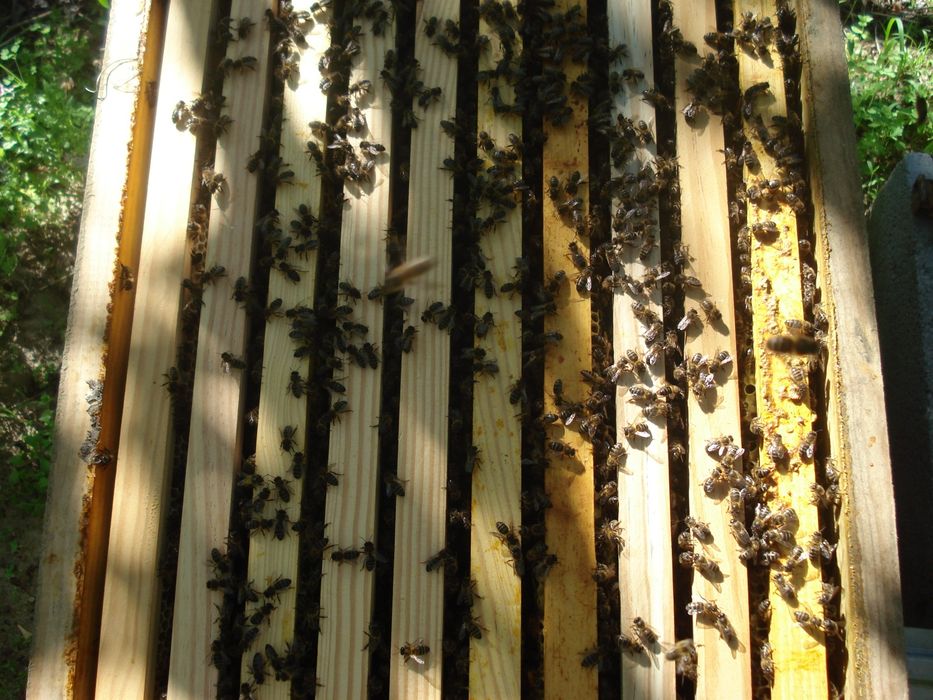 Colmeias de Abelhas