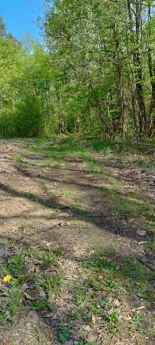 Działki na ul. Las Rzeczki Ostrowiec Św.