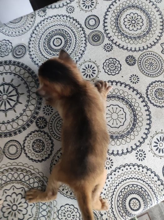 Котята аббіссінські