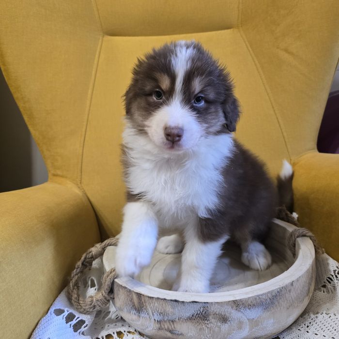 Owczarek australijski FCI suczka juz do odbioru