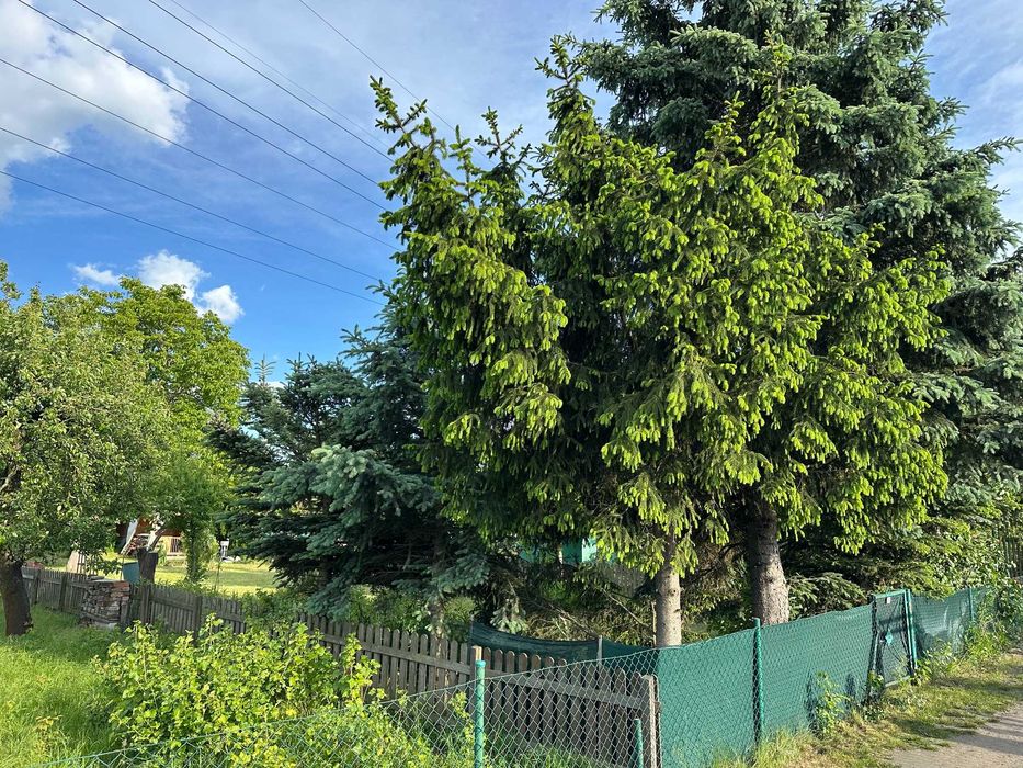 Ogród działkowy ROD ,, Bajki „ 490m2 ul. Borowska