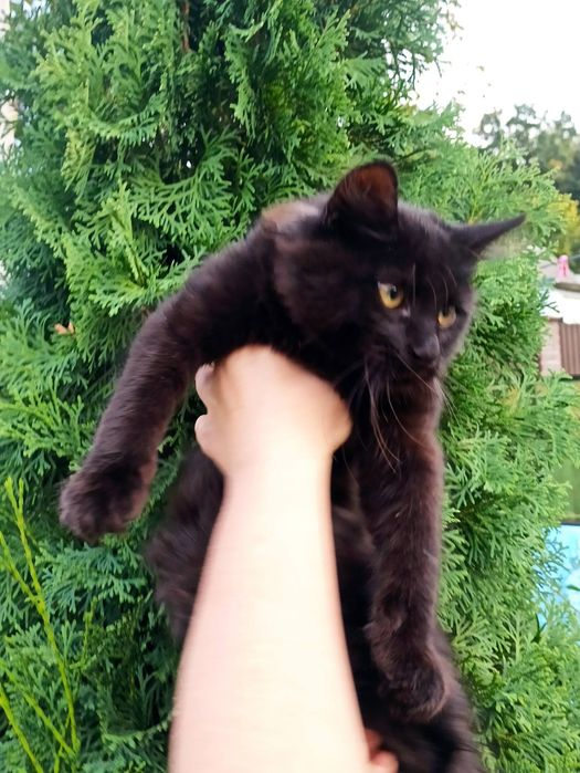 Два кошиня , два хлопчика