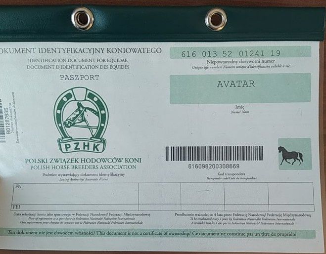 Kucyk szetlandzki ogier z LICENCJĄ