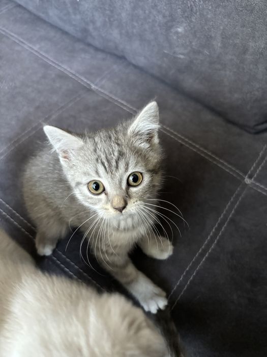 Шотландские блю поинт котята. Настоящие! ВИСЛОУХИЕ/ПРЯМОУХИЕ МАЛЬЧИКИ ДЕВОЧКА