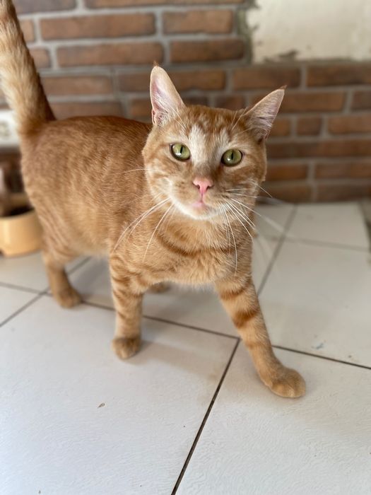 Котики отдам красивый рыжий кот