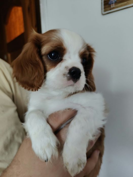 Cavalier King Charles spaniel piesek