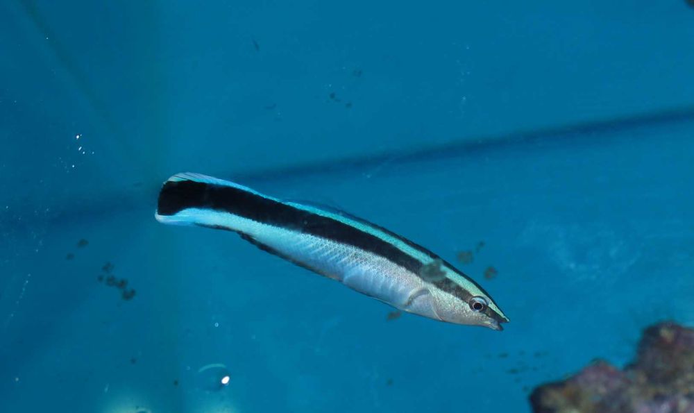 Labroides dimidiatus,  morskie